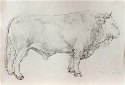 Portraitzeichnung eines Stieres