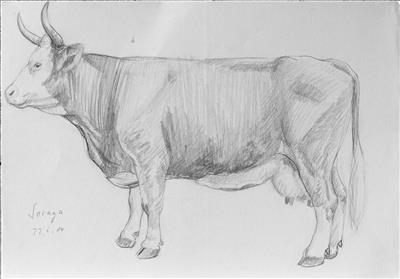 Portraitzeichnung einer Kuh